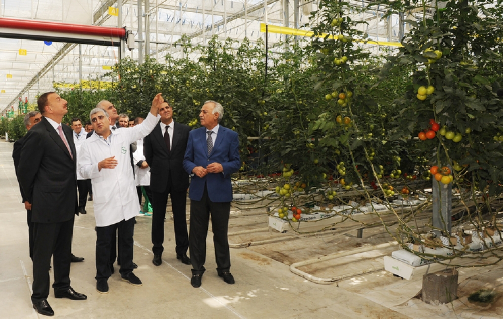 President Ilham Aliyev gets acquainted with Green Tech Ltd’s modern greenhouse complex of Azersun Holding located in Bina settlement of Khazar District