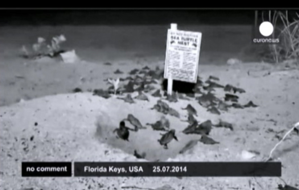 A “turtle webcam” mounted on a beach in the Florida Keys has recorded the hatching of about one-hundred baby loggerhead sea turtles