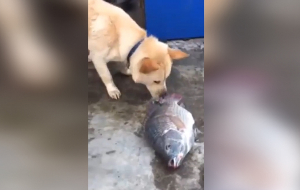Son günlər sosial şəbəkələrdə ən maraqlı video