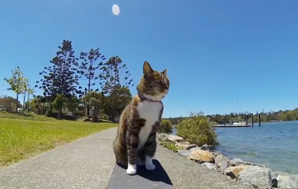 Cat super skateboarding