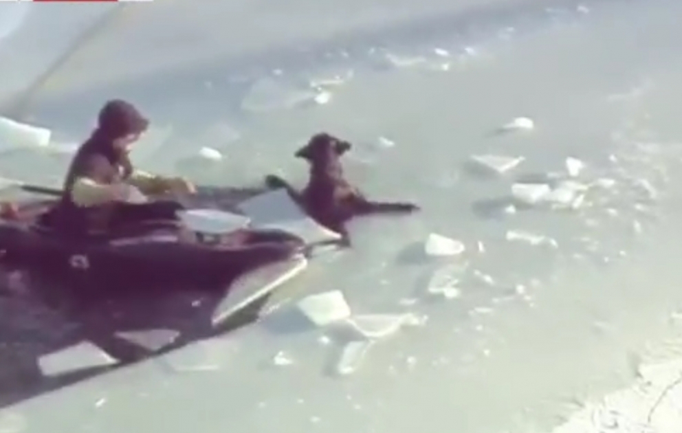 Так спасли собаку,упавшую в ледяную воду