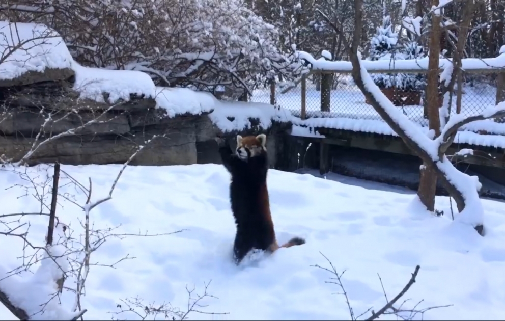 Un panda roux  se roule avec joie dans la neige