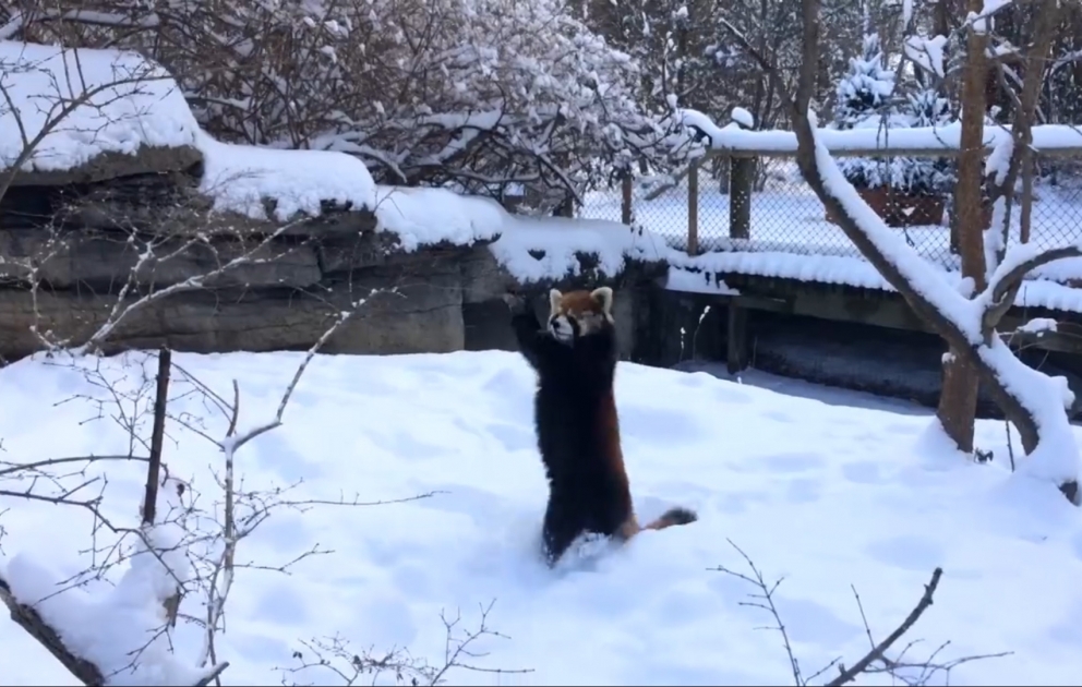 Schneefreude von rotem Panda