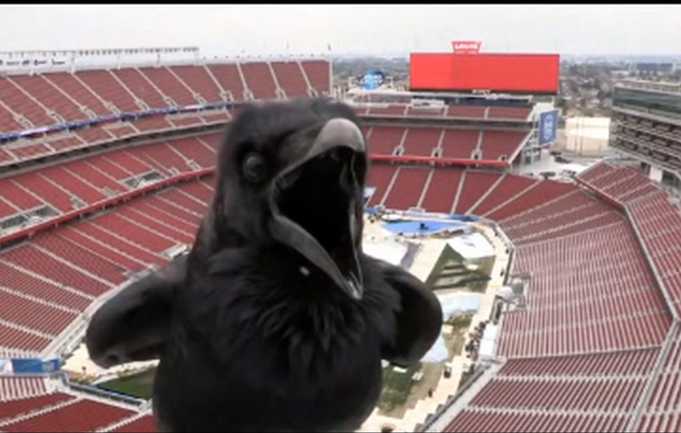 Crow videobombing camera at football stadium