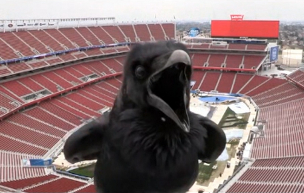 Un corbeau s'assoit devant la webcam d'un stade aux Etats-Unis