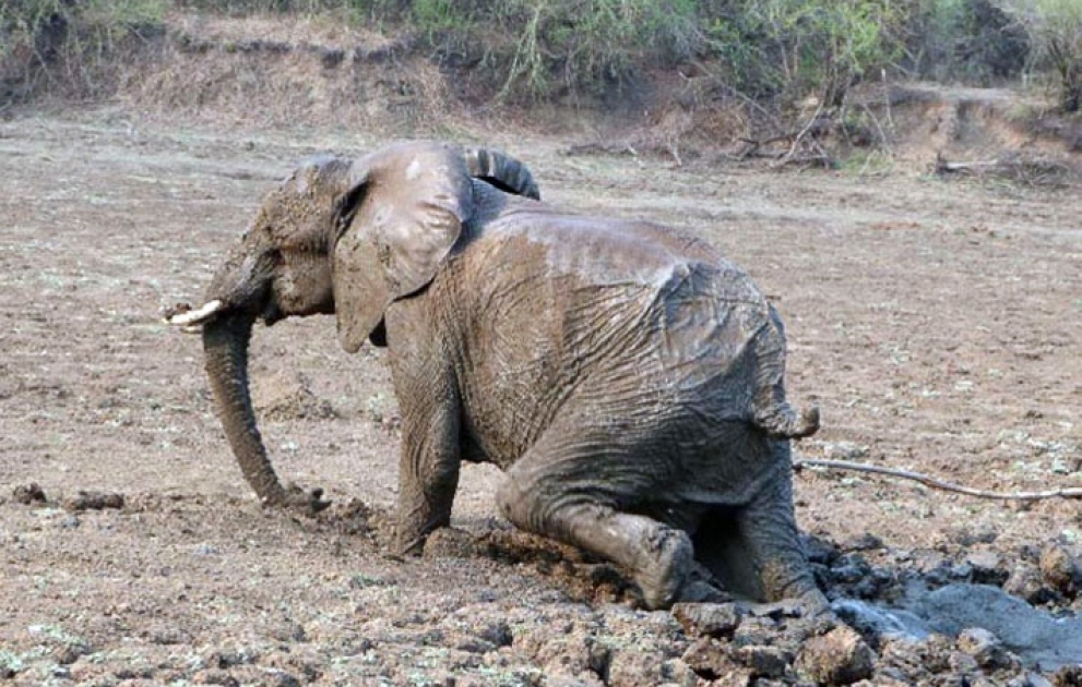 L'éléphant sauvé par une pelleteuse