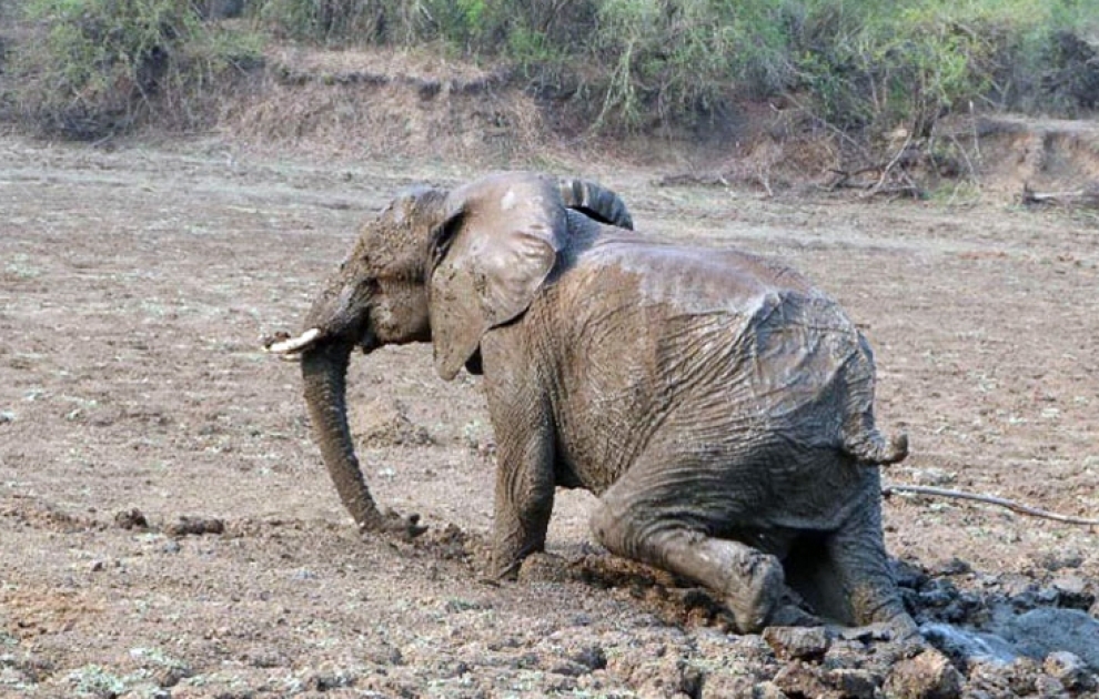 Elephant rescued with an excavator
