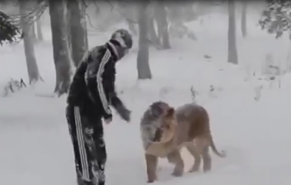 На Кавказе есть все, даже личные львы
