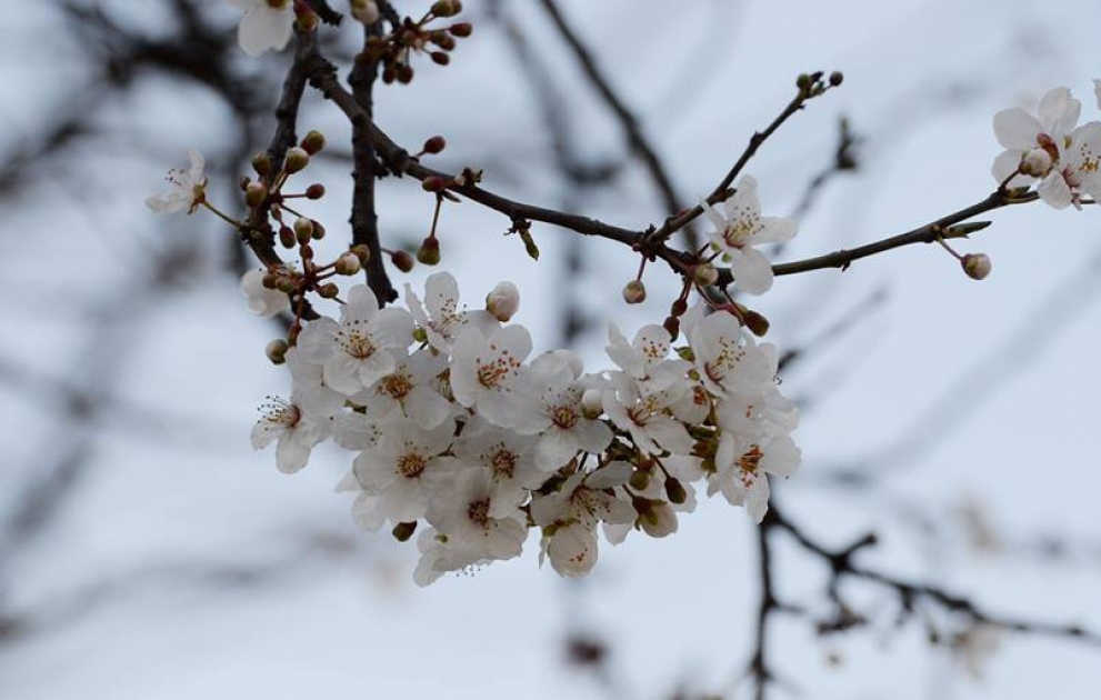 Spring comes to Azerbaijan