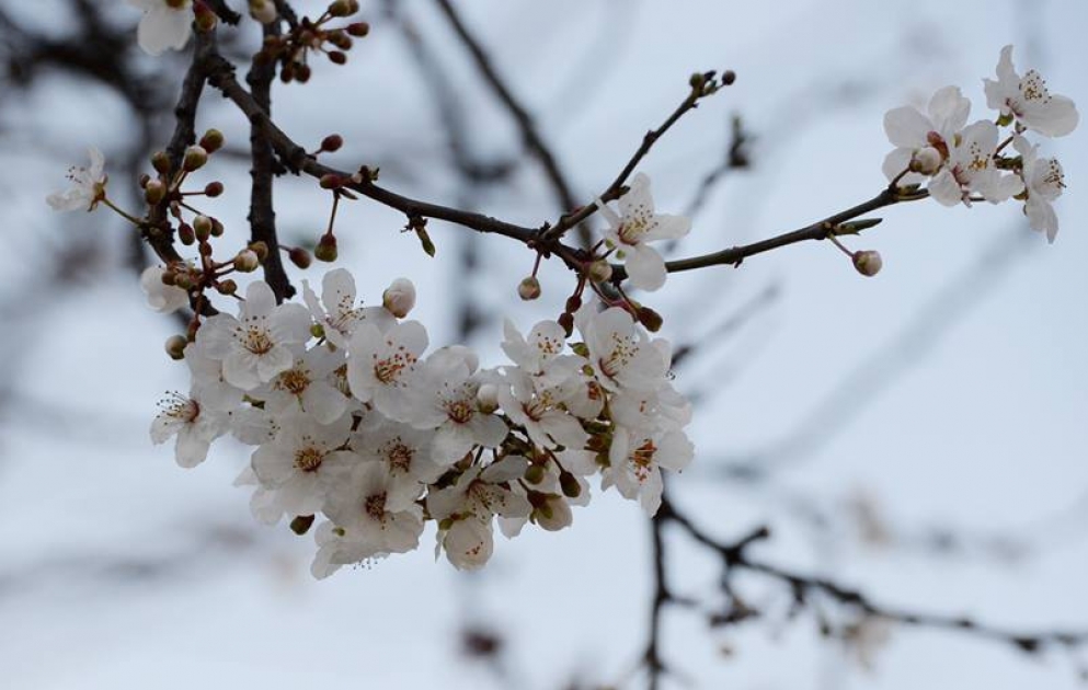 Da haben wir den Frühling in Aserbaidschan