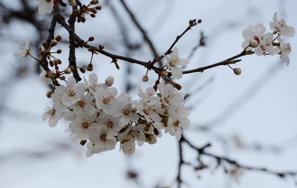 L'arrivée du printemps en Azerbaïdjan