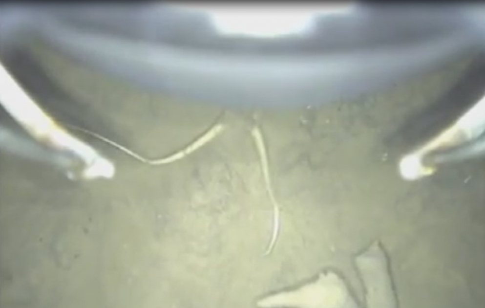 Des créatures étranges ont été trouvés sous les glaciers de l’Antarctique.