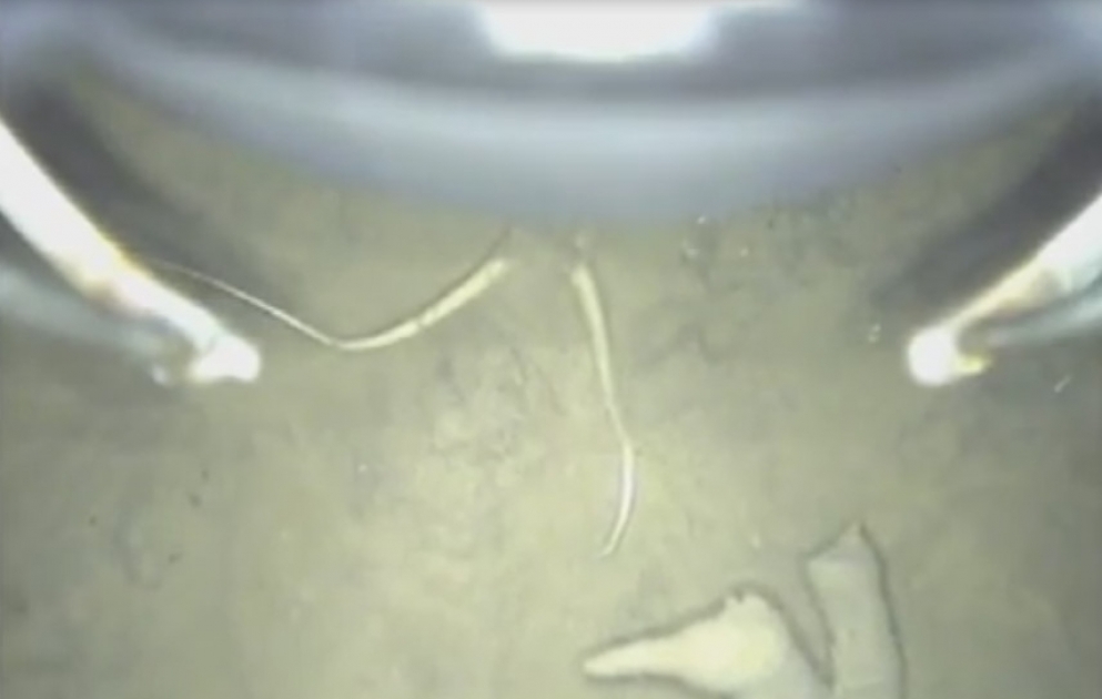 Strange creatures were discovered under the Antarctic glaciers