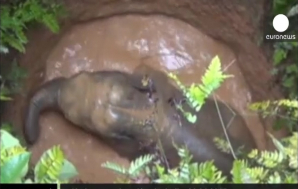 Two-year elephant saved in the south of India