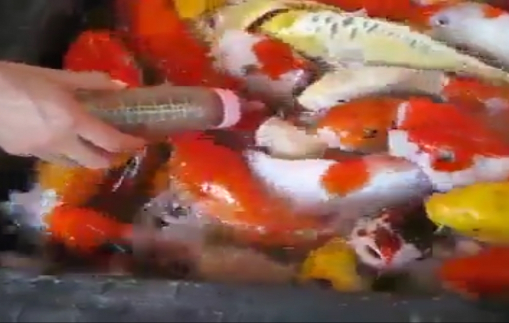 You can feed fish this way also
