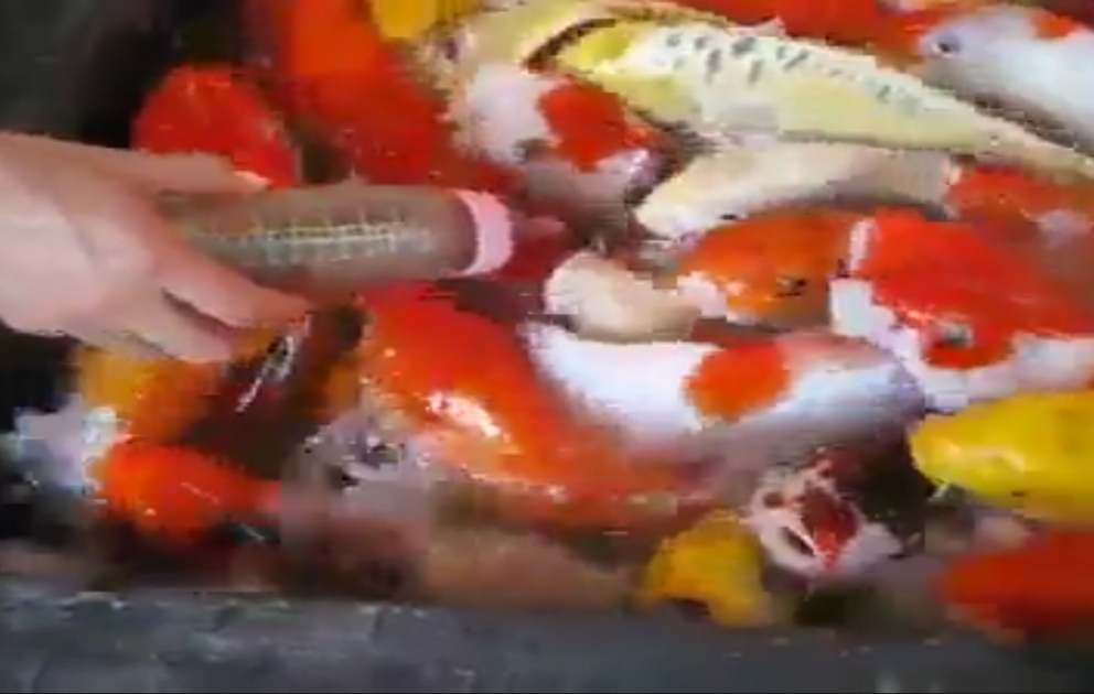 Man kann Fische auch so futtern