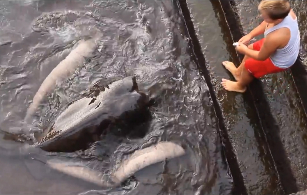 Courageous boy feeds sea inhabitant