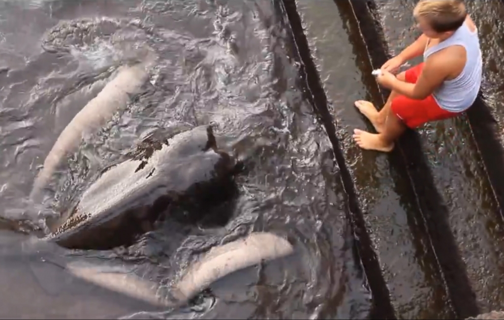 Un enfant brave qui nourrit un animal marin