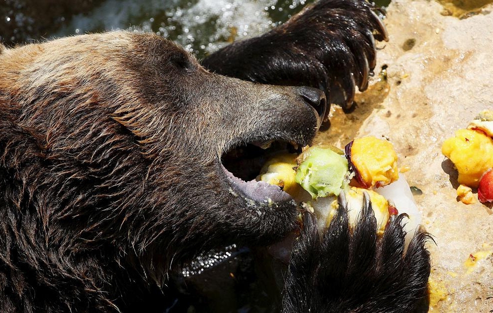 Heatwave in Europe: Zoo residents get frozen treats