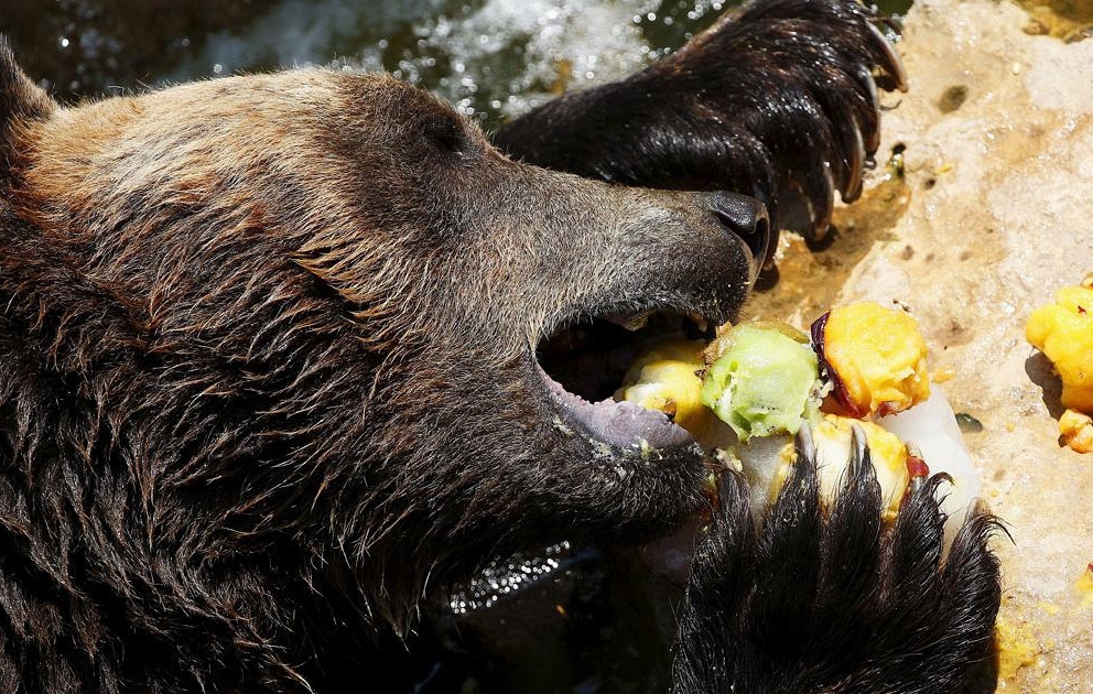 Canicule : fruits glacés pour les animaux des zoos