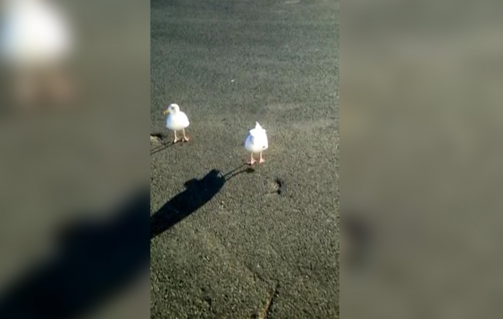 A dancing gull