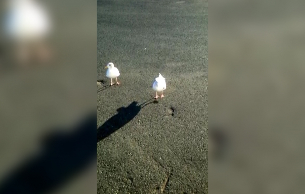 La mouette qui danse