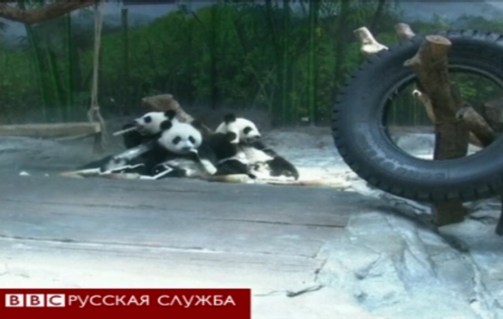 Выжившие панды отмечают первый день рождения