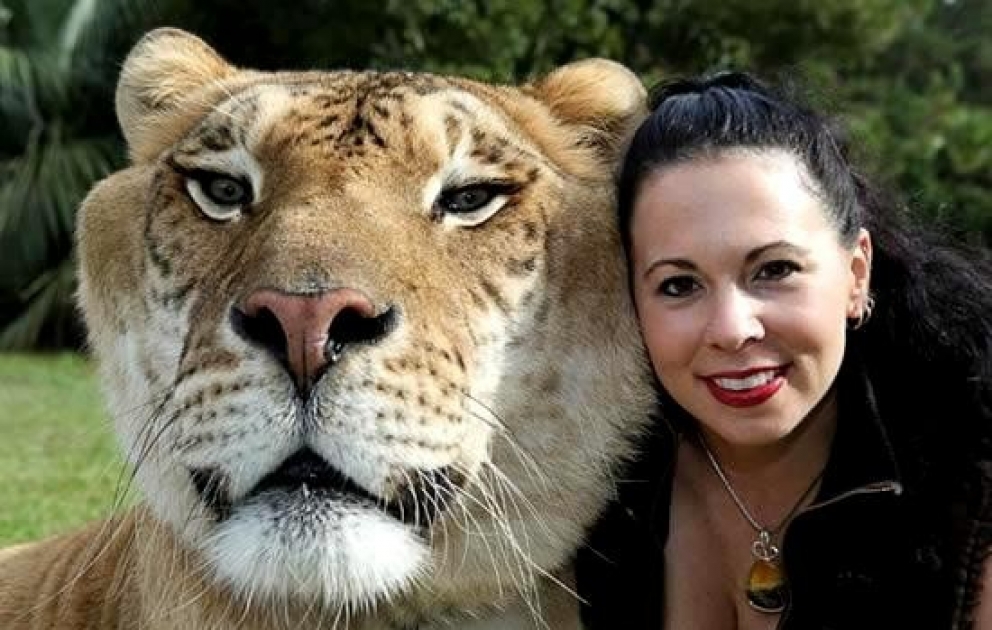Aujourd’hui, c’est la Journée internationale du tigre