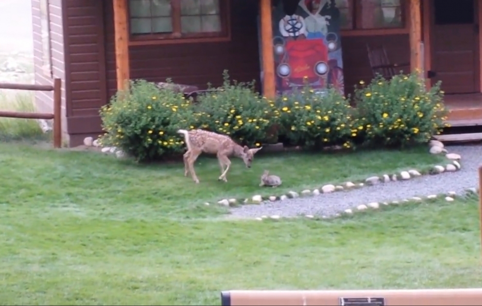 Histoire d'amitié entre un lapin et une gazelle