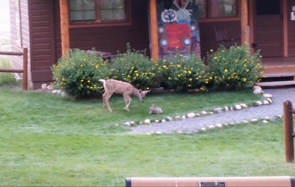 Friendship of a gazelle and a rabit