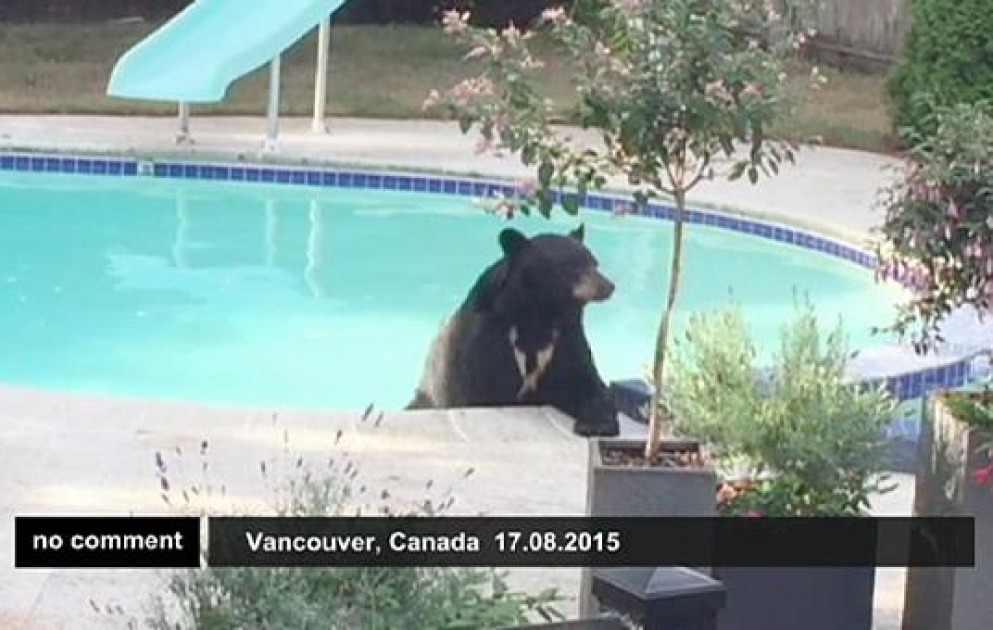 Heureux comme un ours