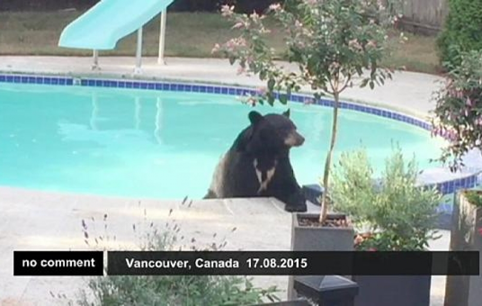 Pool for one: Bär in Vancouver bricht in Garten ein und geht baden