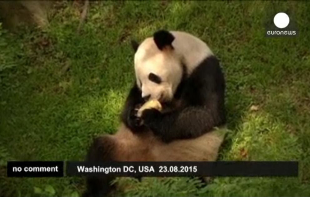 Bao Bao fête son anniversaire