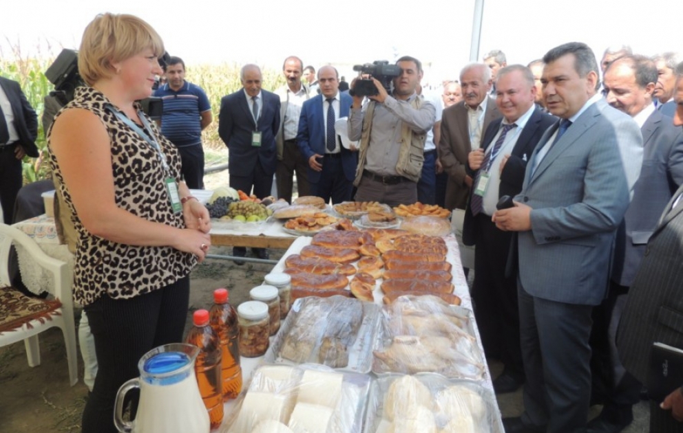 Qəbələdə “Tarla günləri” çərçivəsində məhsul bayramı keçirilib