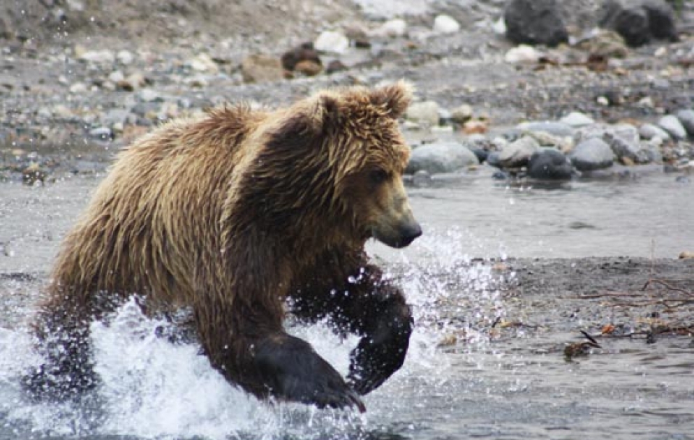 Bears Hunt For Food In Kamchatka