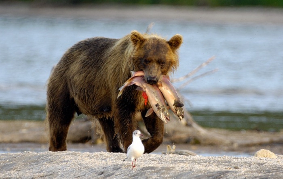 Un ours qui pêche au Kamtchatka