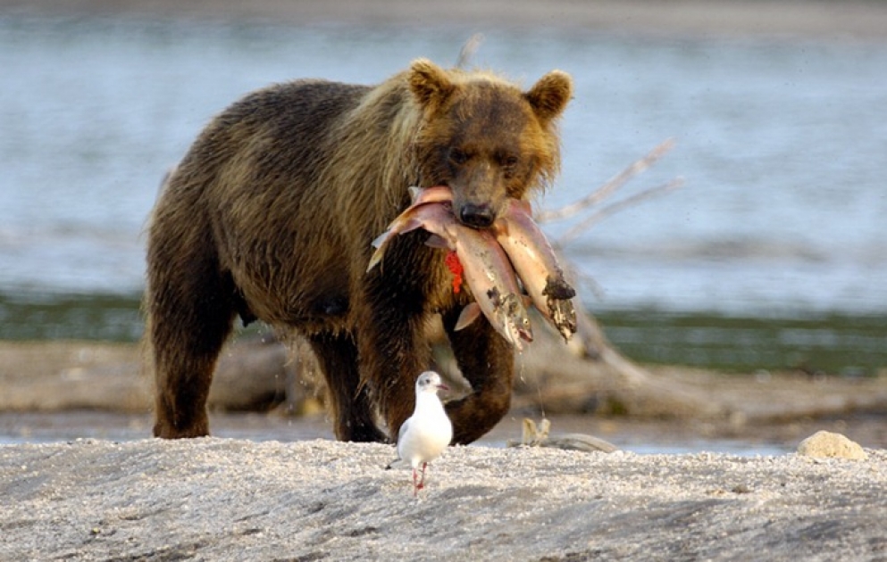 Fischjagd des Bären in Kamtschatka