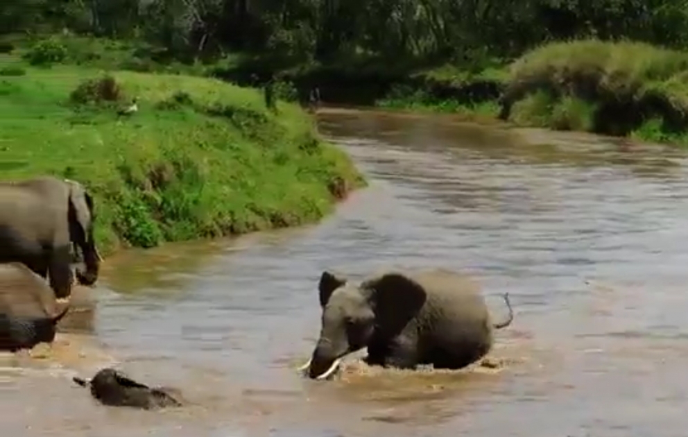 Elefant hat sein Elefantenbaby so gerettet