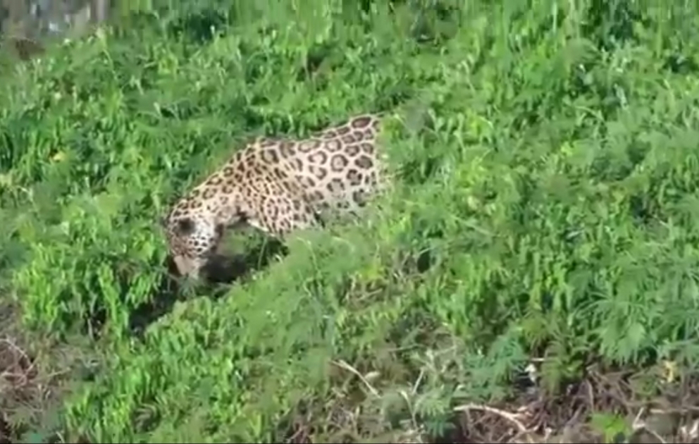 Jaguar attacks crocodile