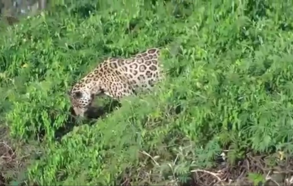 Der Jaguar hat das Krokodil so gerissen