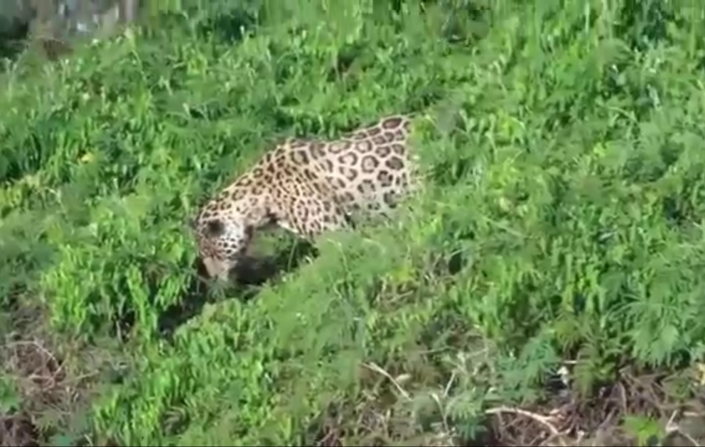 Un jaguar attaque un crocodile