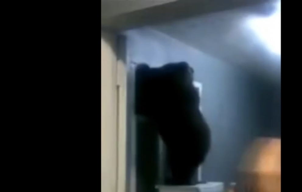 Russia: Bear nearly gets stuck trying to leave through window