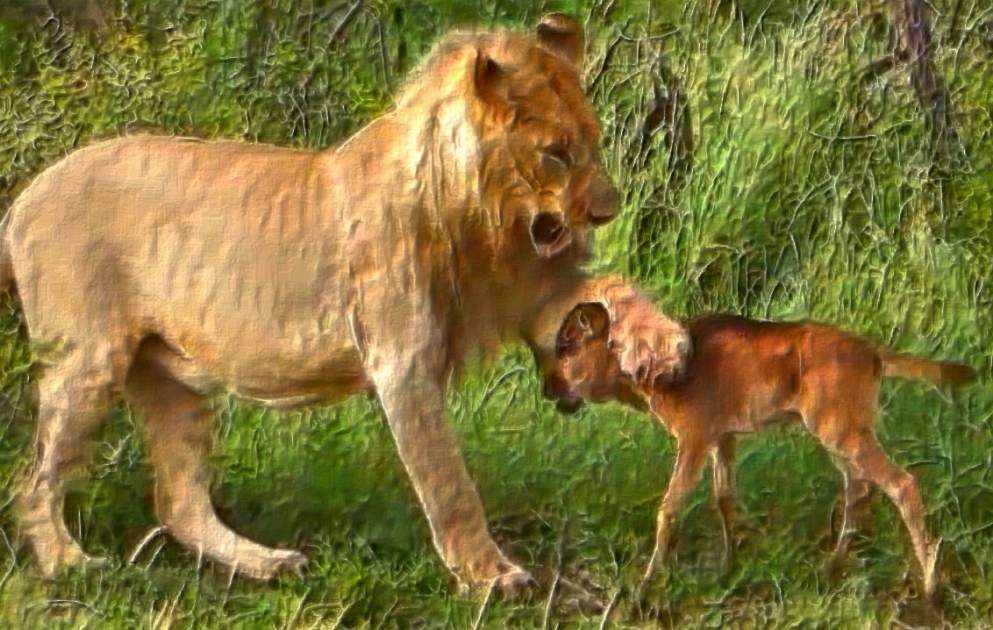 Lion saves a baby calf from another lion attack