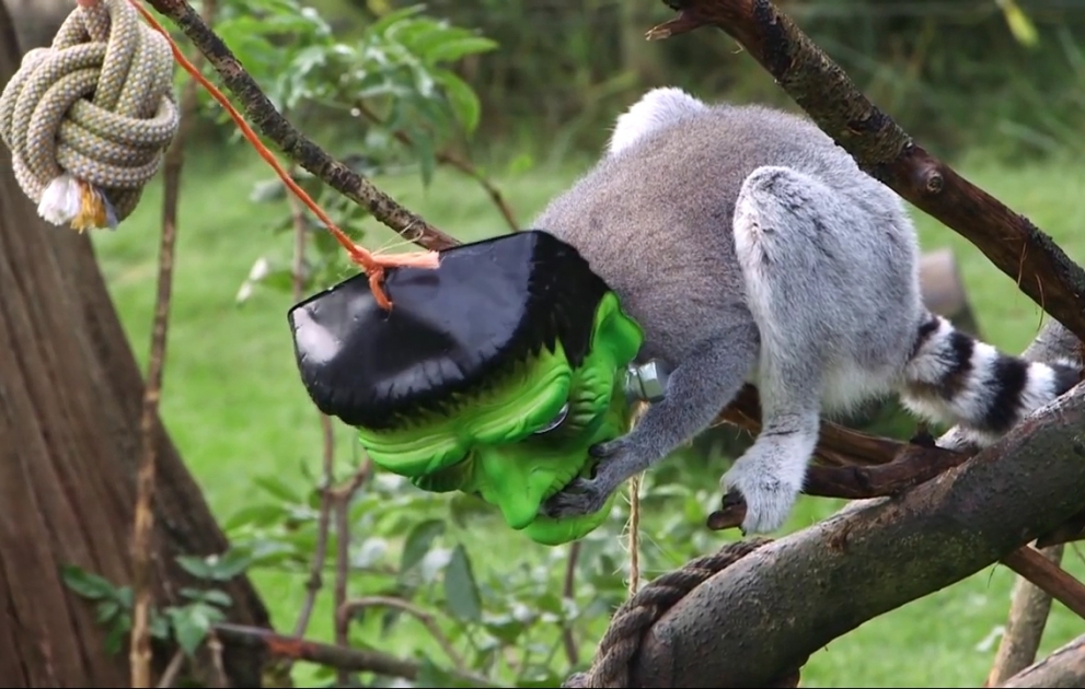 Маскарад лемуров