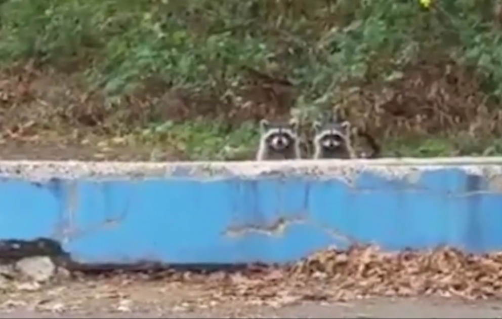 Raccoons' entertainment