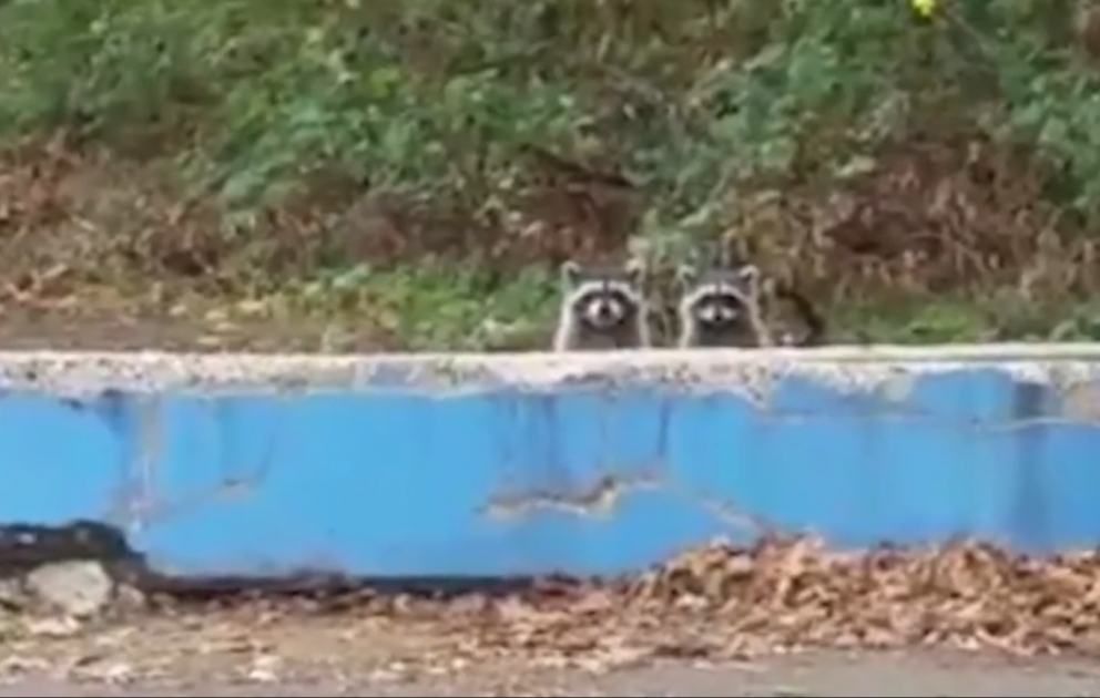 Les raccons s'amusent