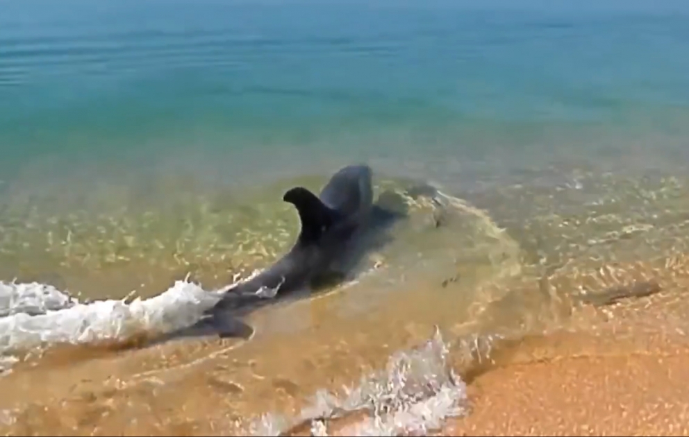 Dolphin playing with fish