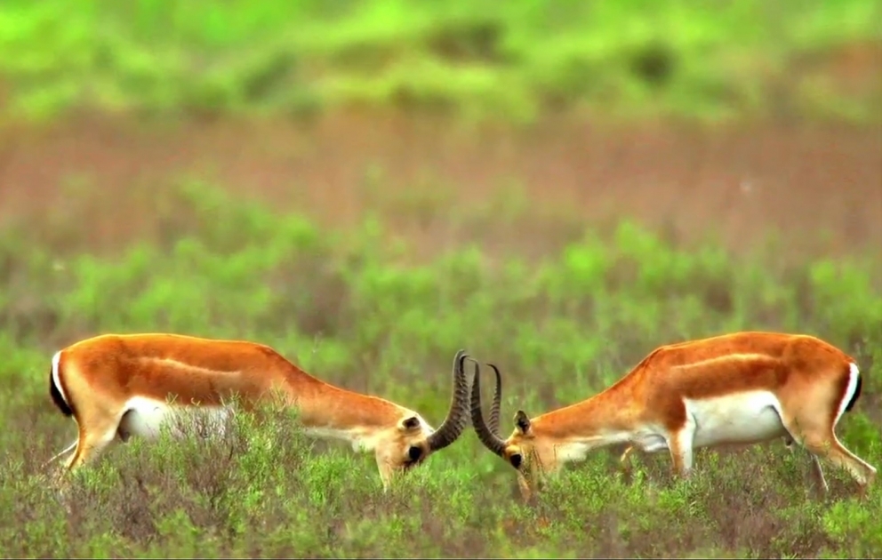 Une vidéo intéressante de l'IDEA: Des gazelles