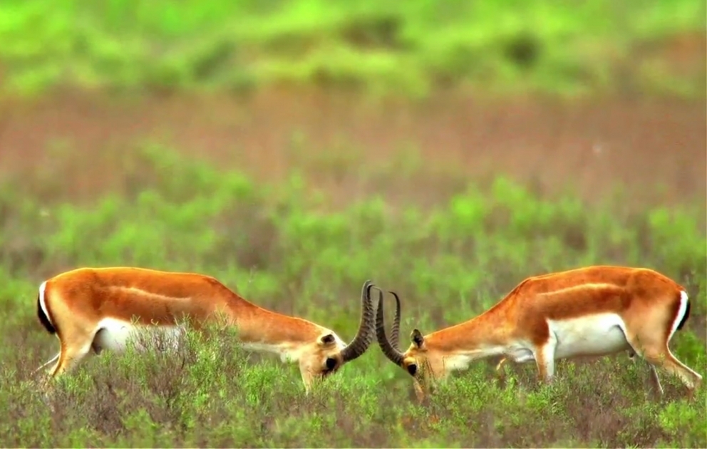 New IDEA video: Gazelles