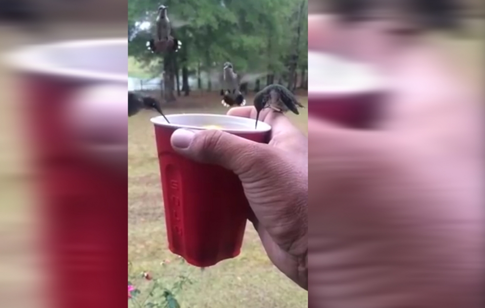 Hummingbirds drinking coffee
